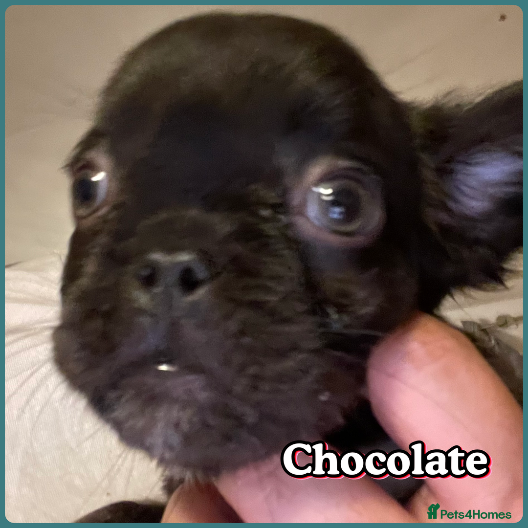 French Bulldog dogs for sale: Pedigree  French bulldogs ready to leave  - Image 6