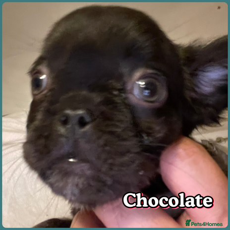 French Bulldog dogs Kc fully vaccinated 2 fluffy boys left - Advert 3