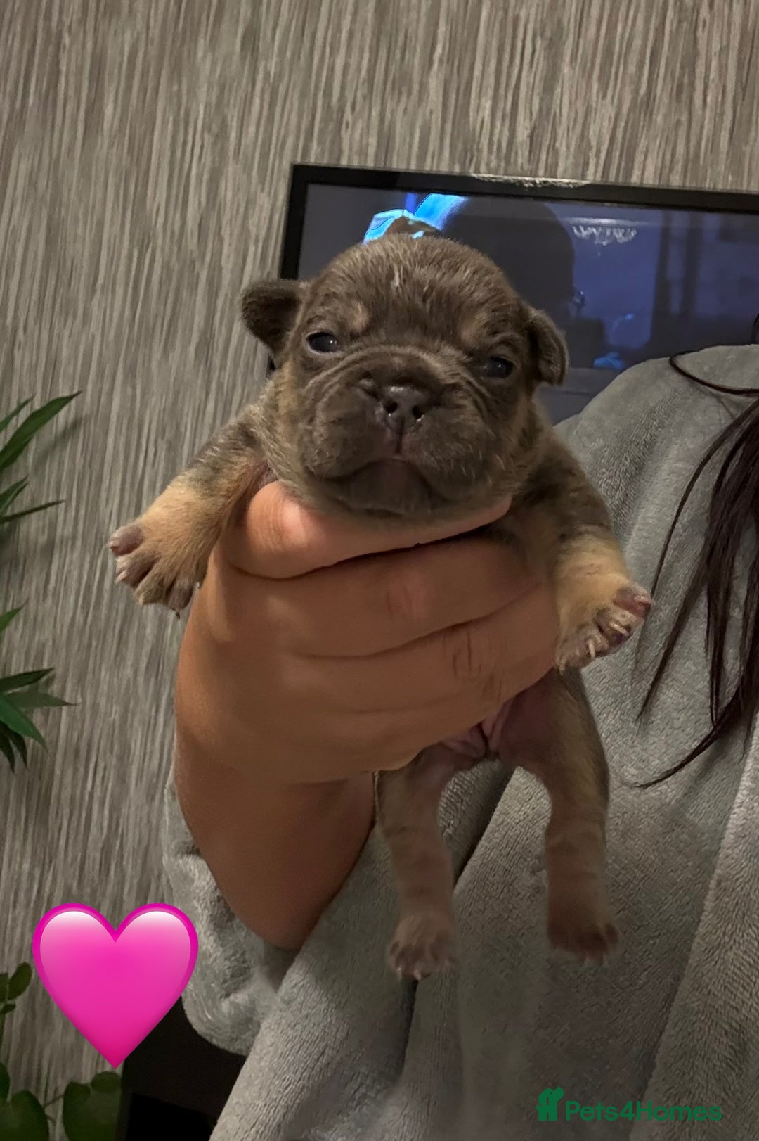 French Bulldog dogs for sale: French bulldog puppies - Advert 17