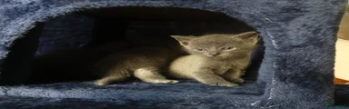 Russian Blue 2