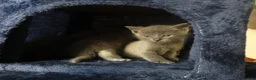 Russian Blue cats for sale: Pure Russian Blue kittens - Advert 8