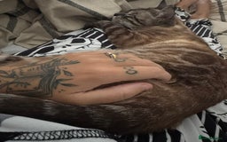 Bengal cats for sale: Bengal for rehoming  - Image 5