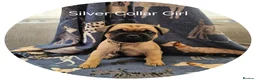 Frug dogs for sale: Fun-loving Frug pups seeking their forever family! - Advert 19