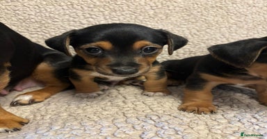 Jack Russell dogs - Advert 8