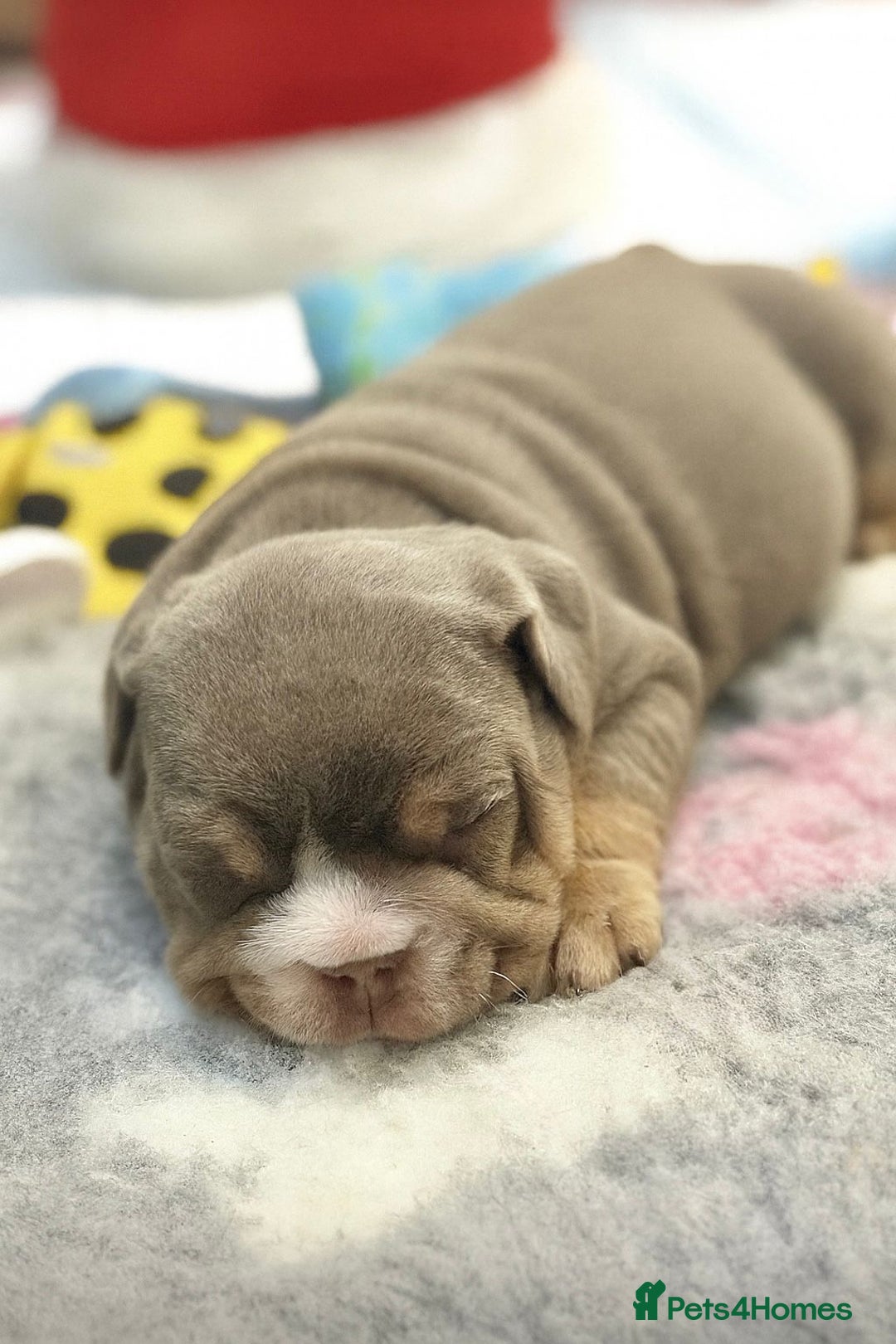 English Bulldog dogs for sale: English Bulldog Pups Fully health Tested Parents  - Advert 13