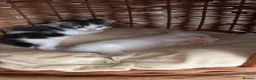 Ragdoll cats for sale: Ragdoll Mixed Kittens in Newark - Advert 4