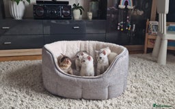 Scottish Fold cats for sale: Beautiful Scottish fold kittens - Image 18