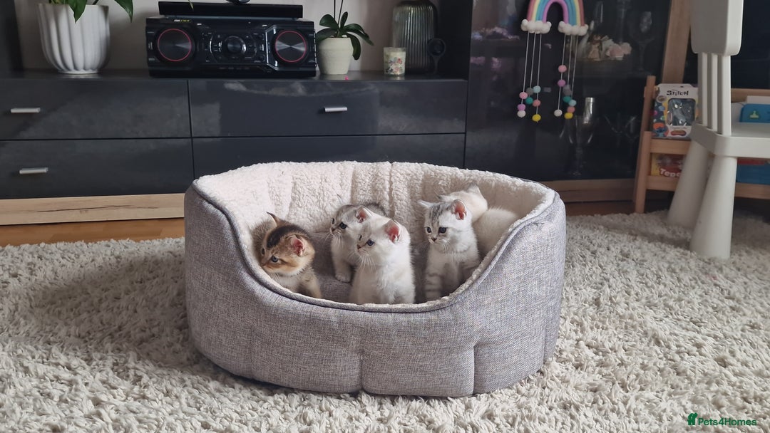 Scottish Fold cats for sale: Beautiful Scottish fold kittens - Image 18