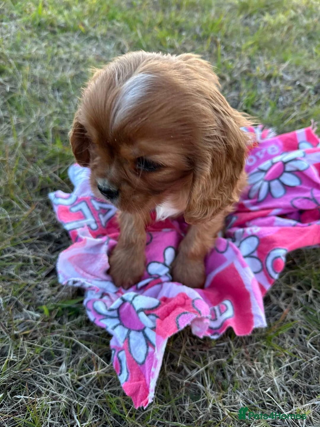 Cavalier King Charles Spaniel dogs for sale: Purebred Cavalier King Charles Spaniel Puppies - Image 7