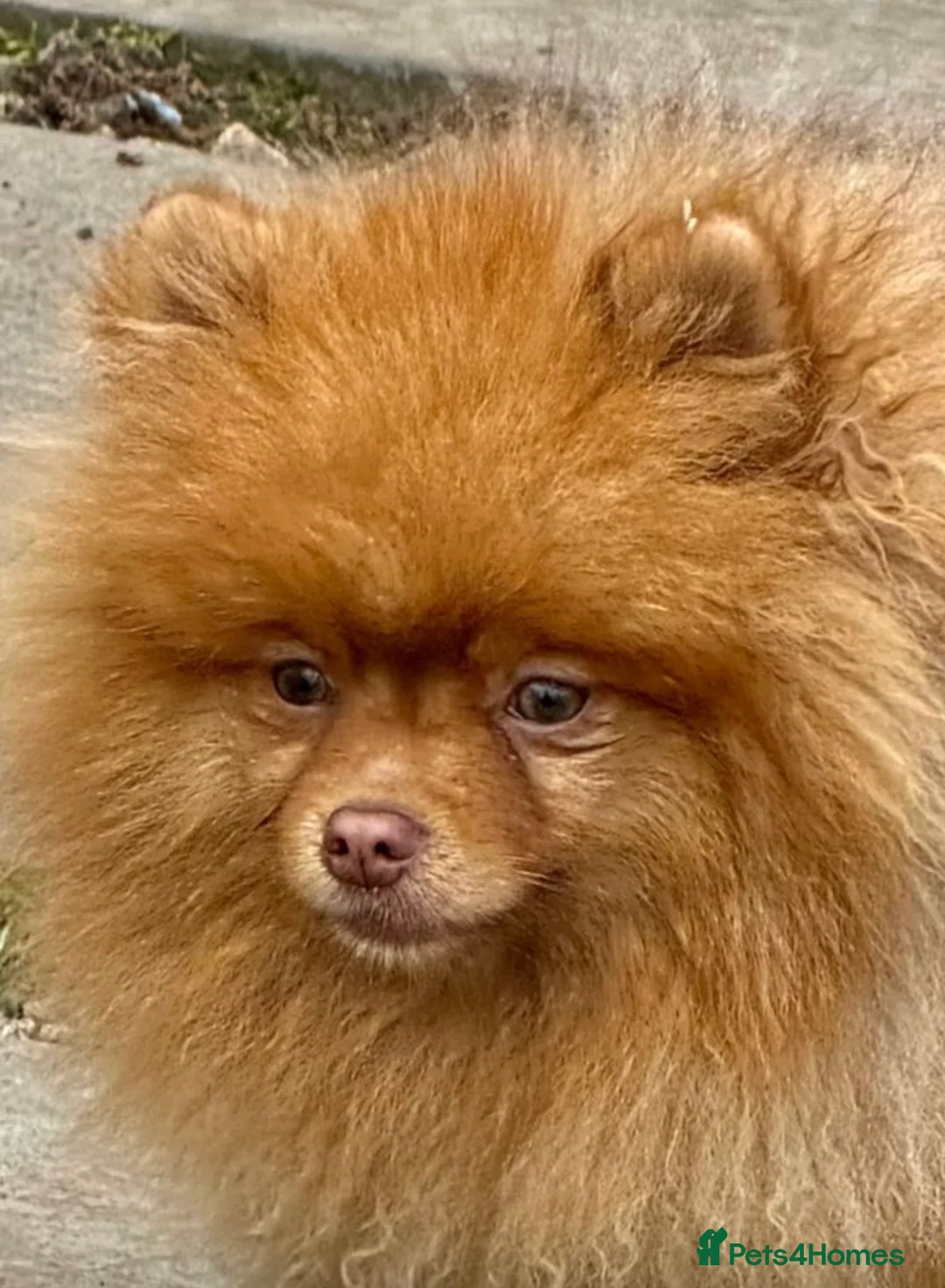 Pomeranian dogs for adoption: 🐾 CARAMEL – Male Pomeranian 🐾 in West Malling - Advert 2