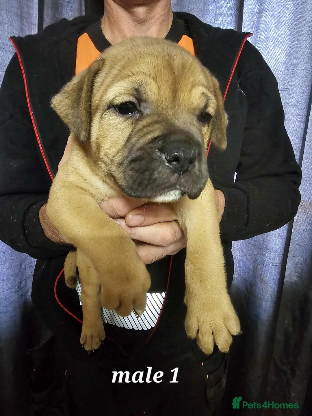 Mixed Breed dogs for sale: American bulldog x Staffordshire terrier puppies  - Image 4