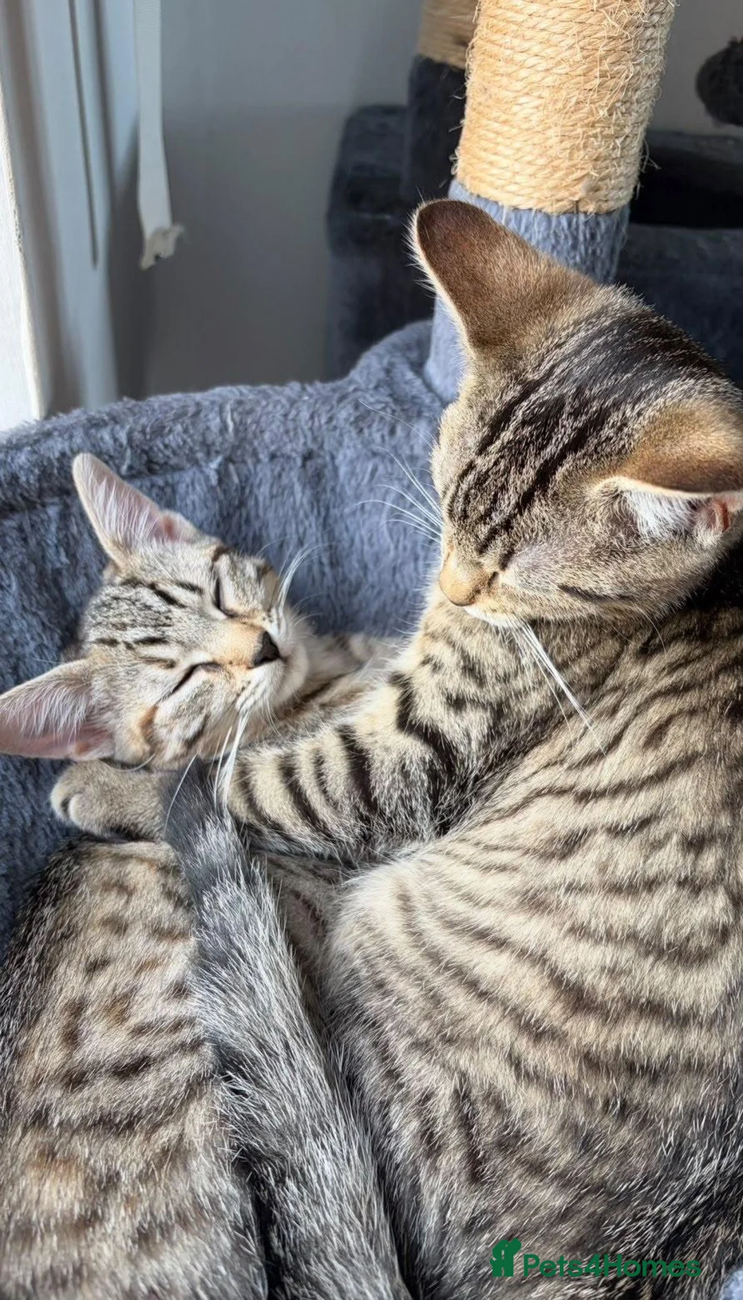 Mixed Breed cats for sale: two gorgeous tabbys for sale 😍  in Erskine - Advert 2
