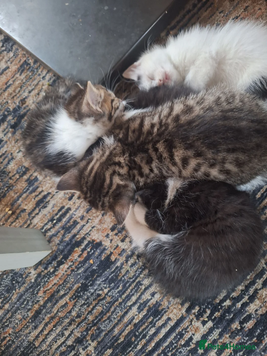 Mixed Breed cats for sale: Fluffy fur babies in Stoke-on-Trent - Advert 2
