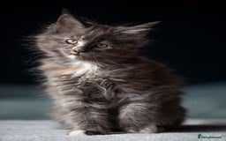 Maine Coon cats for sale: Pedigree Maine Coon Kittens (TICA) - Image 32