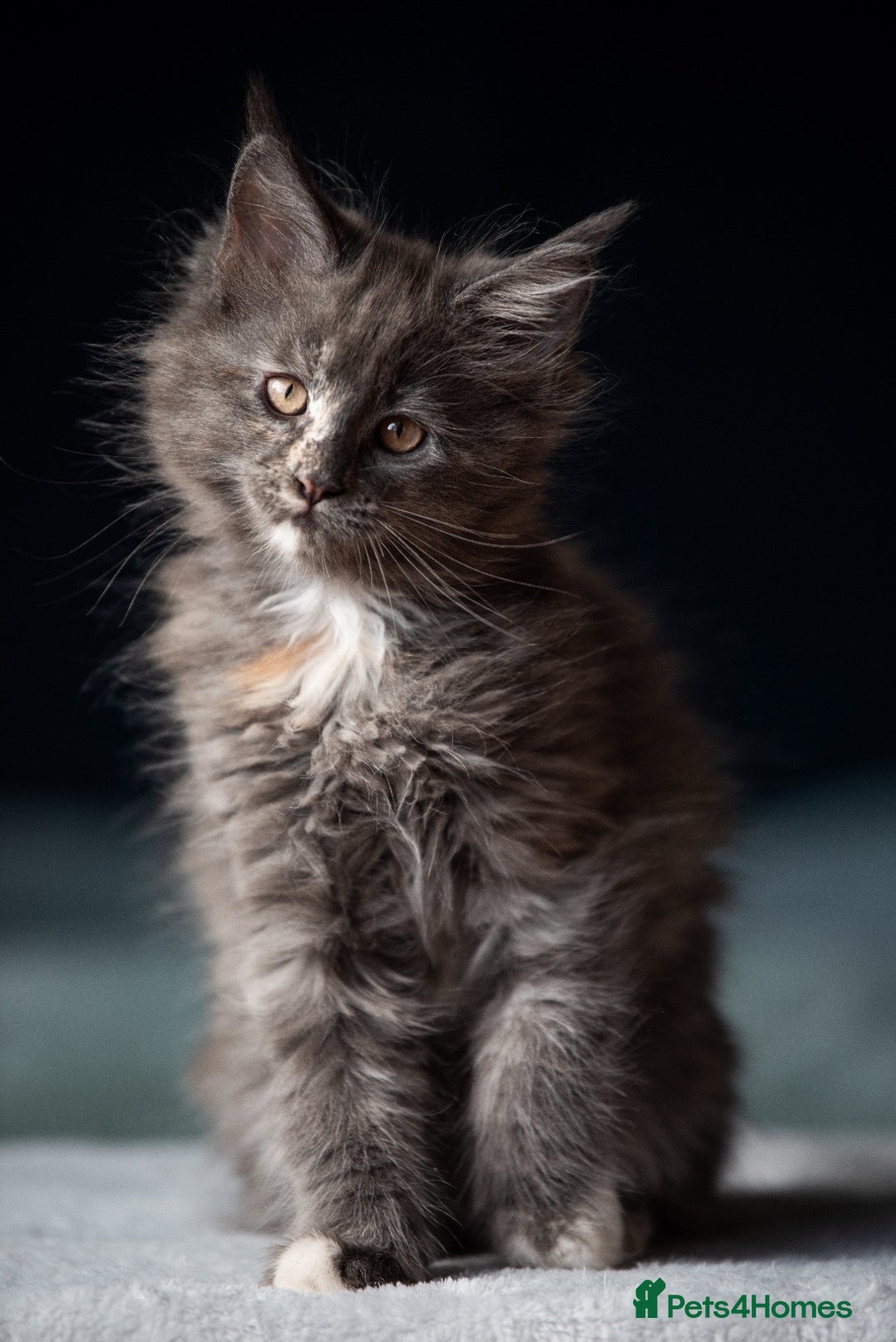 Maine Coon cats for sale: Pedigree Maine Coon Kittens (TICA) - Image 32
