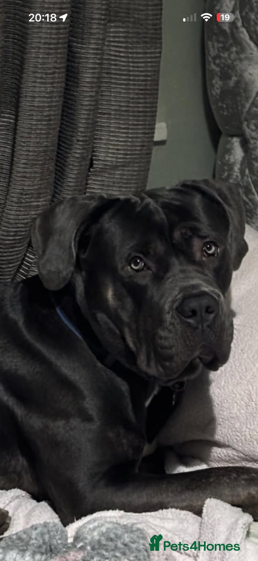 Cane Corso dogs for stud: Cane corso for stud  - Advert 2