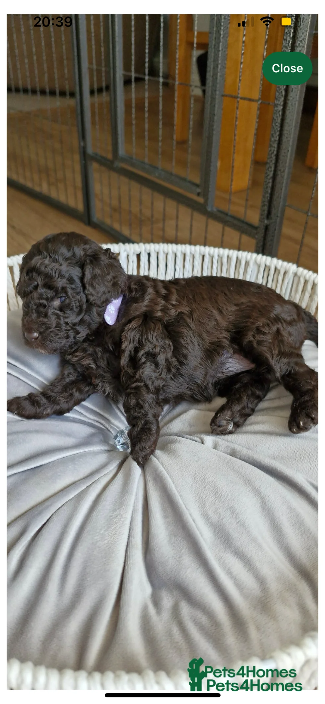 Toy Poodle dogs for stud: KC CHOCOLATE PHANTOM TOY POODLE in Willenhall - Advert 35