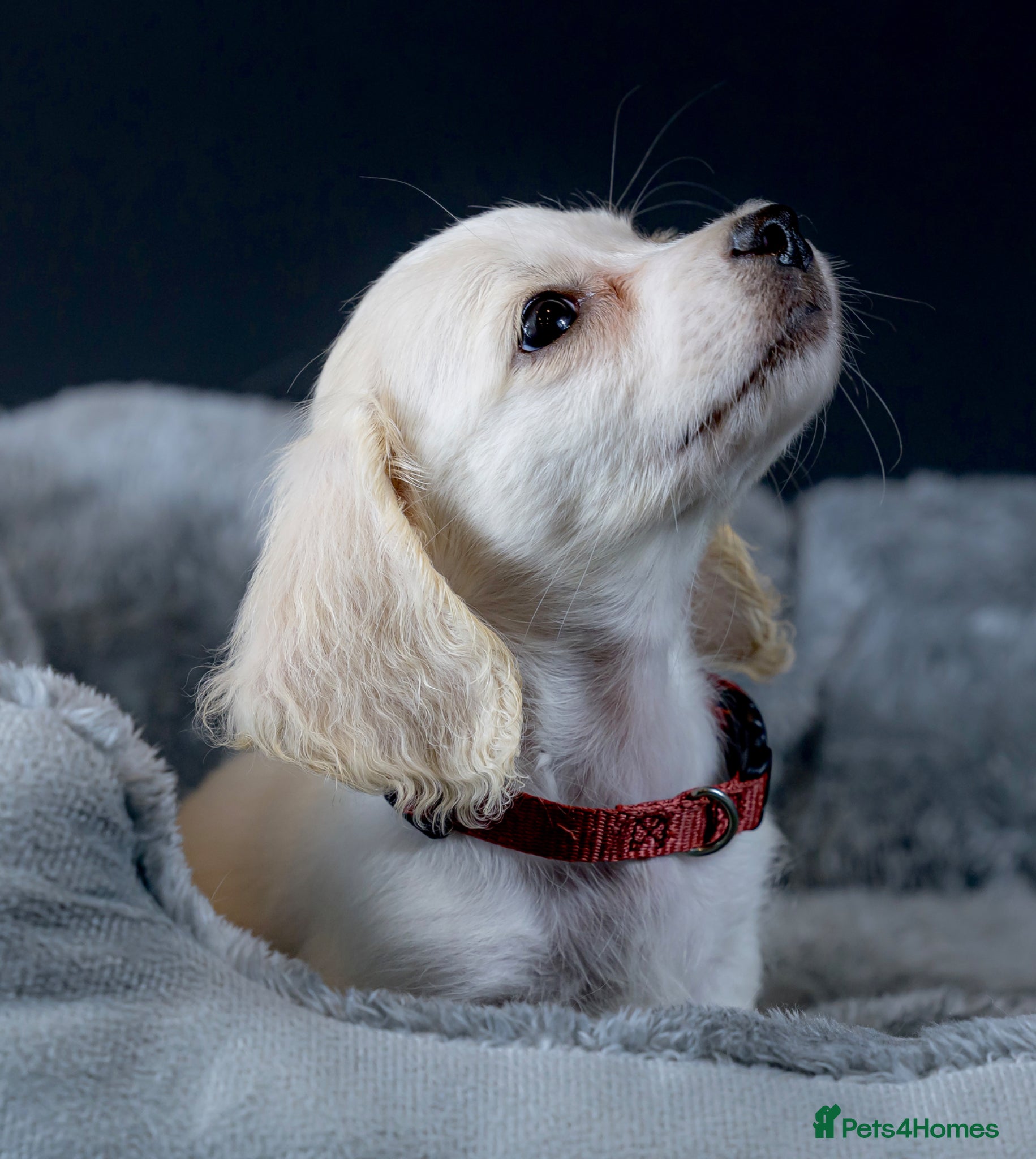 Miniature Dachshund dogs for sale: Exceptional PRA clear champion L/H Dachshund 🤍 - Advert 16