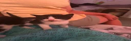 Domestic Shorthair cats for sale: Kittens - Advert 7