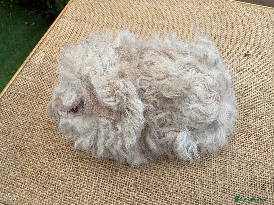 Guinea Pig rodents for sale: Lunkarya guinea pigs - Advert 15