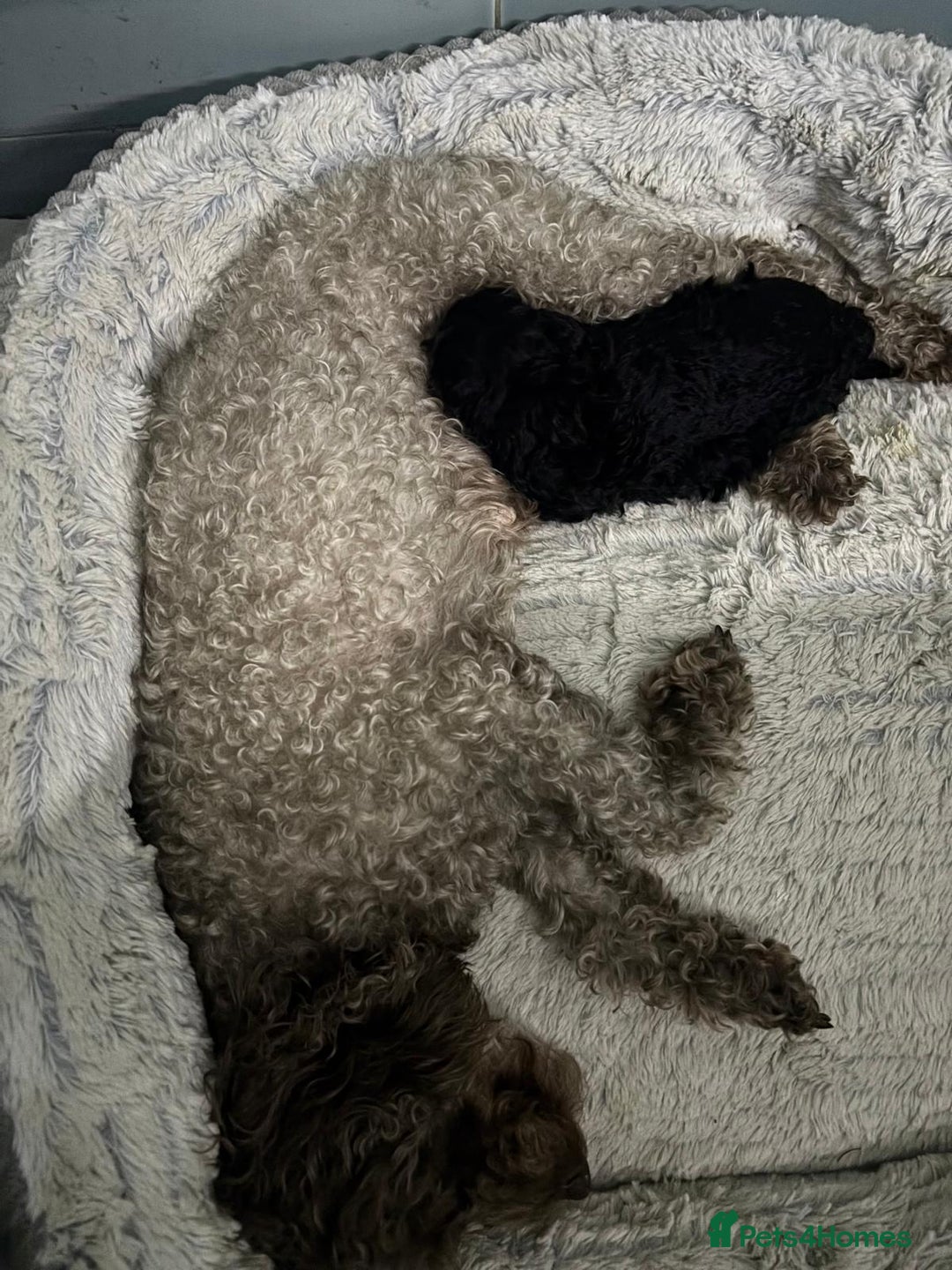 Toy Poodle dogs for sale: ADORABLE ‘ALBERT’ *TOY POODLE*BOY*PUP ready now - Advert 21