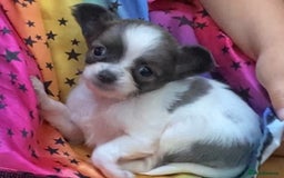 Chihuahua dogs for sale: 2 chihuahua boys left  - Image 14