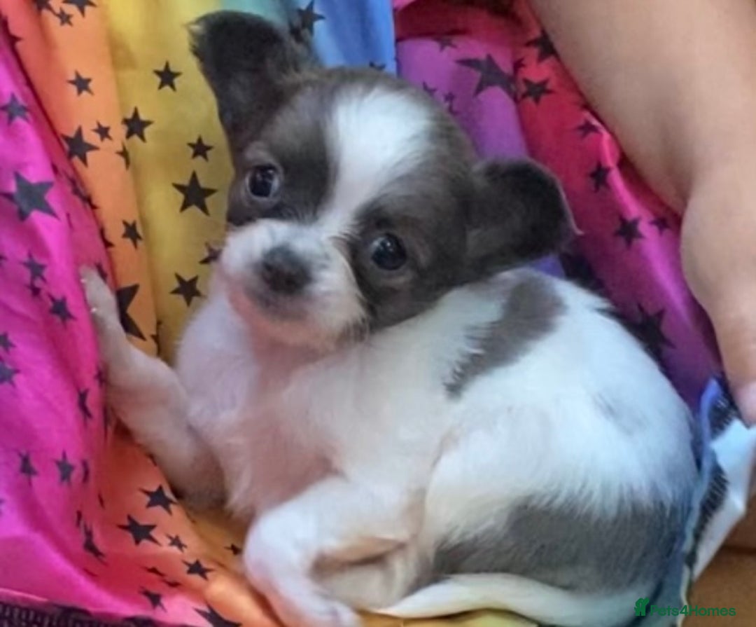 Chihuahua dogs for sale: 2 chihuahua boys left  - Image 14