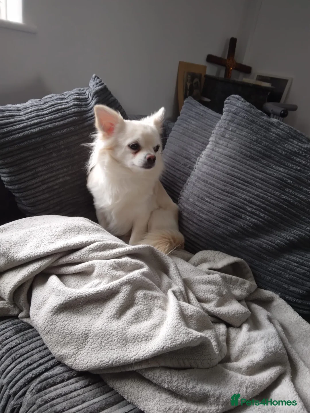 Chihuahua dogs for stud: CHIHUAHUA  in Wolverhampton - Advert 2