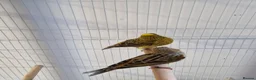 Canaries birds for sale: Fife + Opal Agage + Lizard Canaries - Advert 24