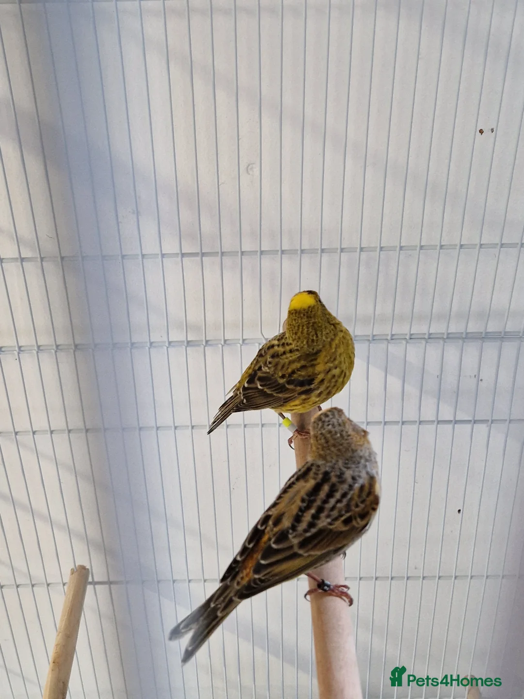Canaries birds for sale: Fife + Opal Agage + Lizard Canaries - Advert 24