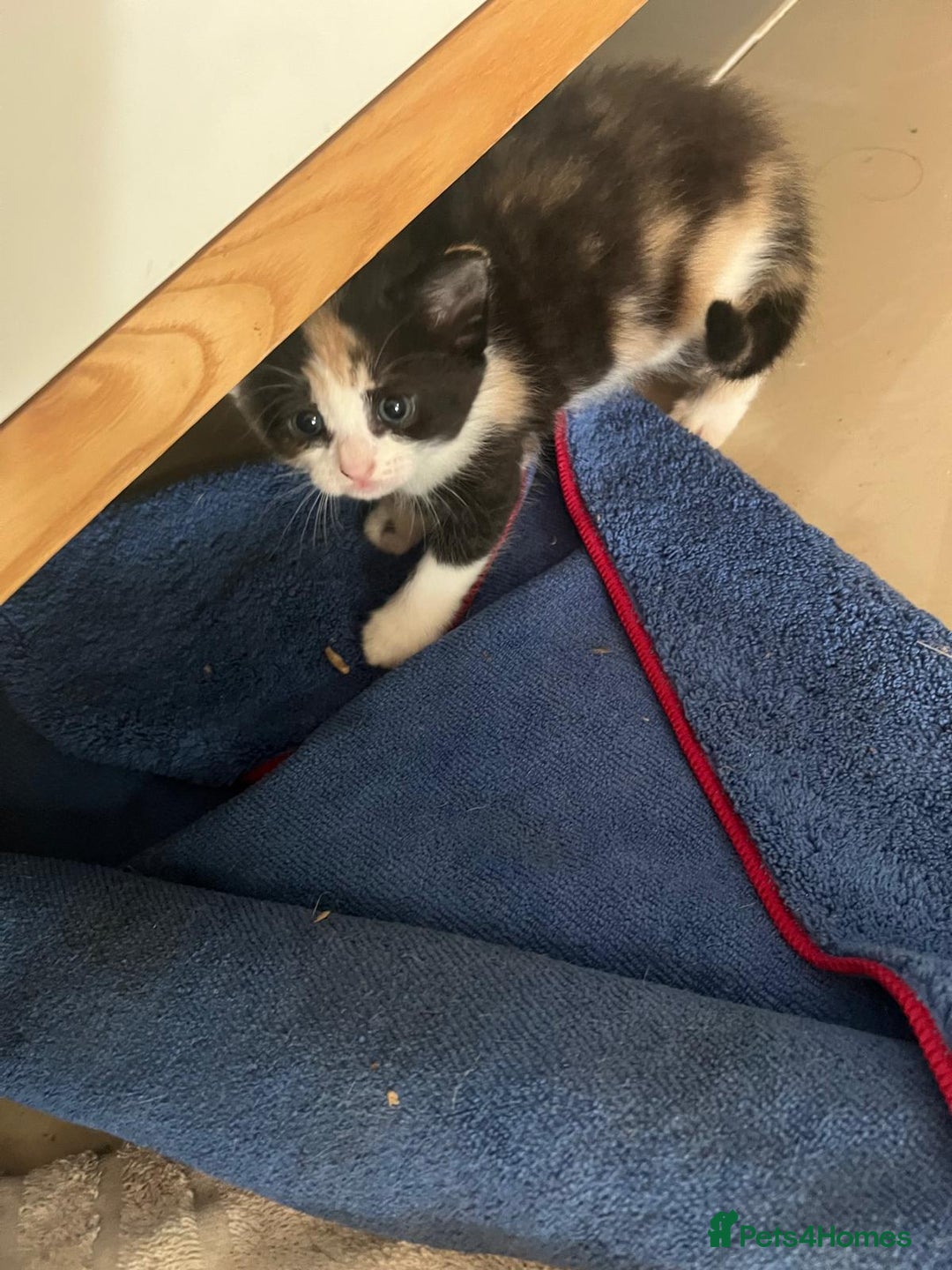 Mixed Breed cats for sale: Litter of 4 cats  - Image 8