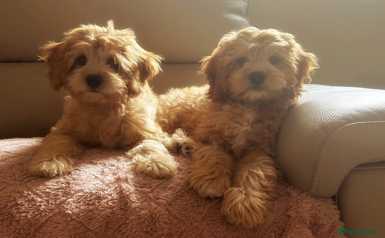 Cavapoo dogs in Darlington - Advert 6