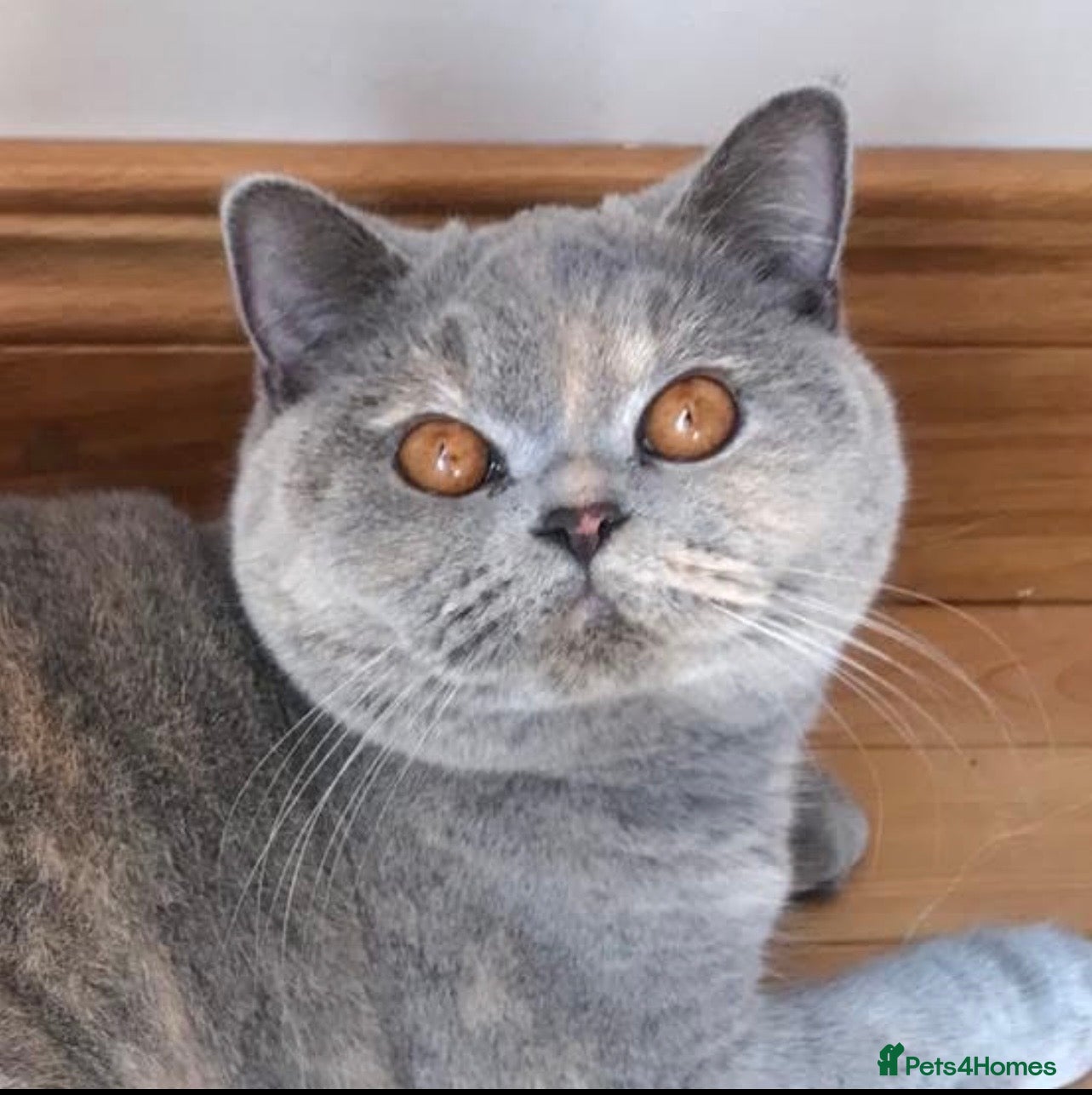 British Shorthair cats British Shorthair and British Longhair kittens - Advert 2
