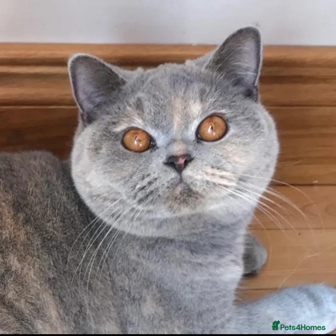British Shorthair cats for sale: British Shorthair and British Longhair kittens - Advert 1