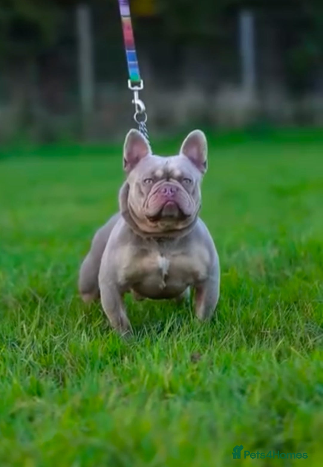 French Bulldog dogs SIMBA & BERRY — ISABELLA LITTER HAS ARRIVED!  - Advert 18