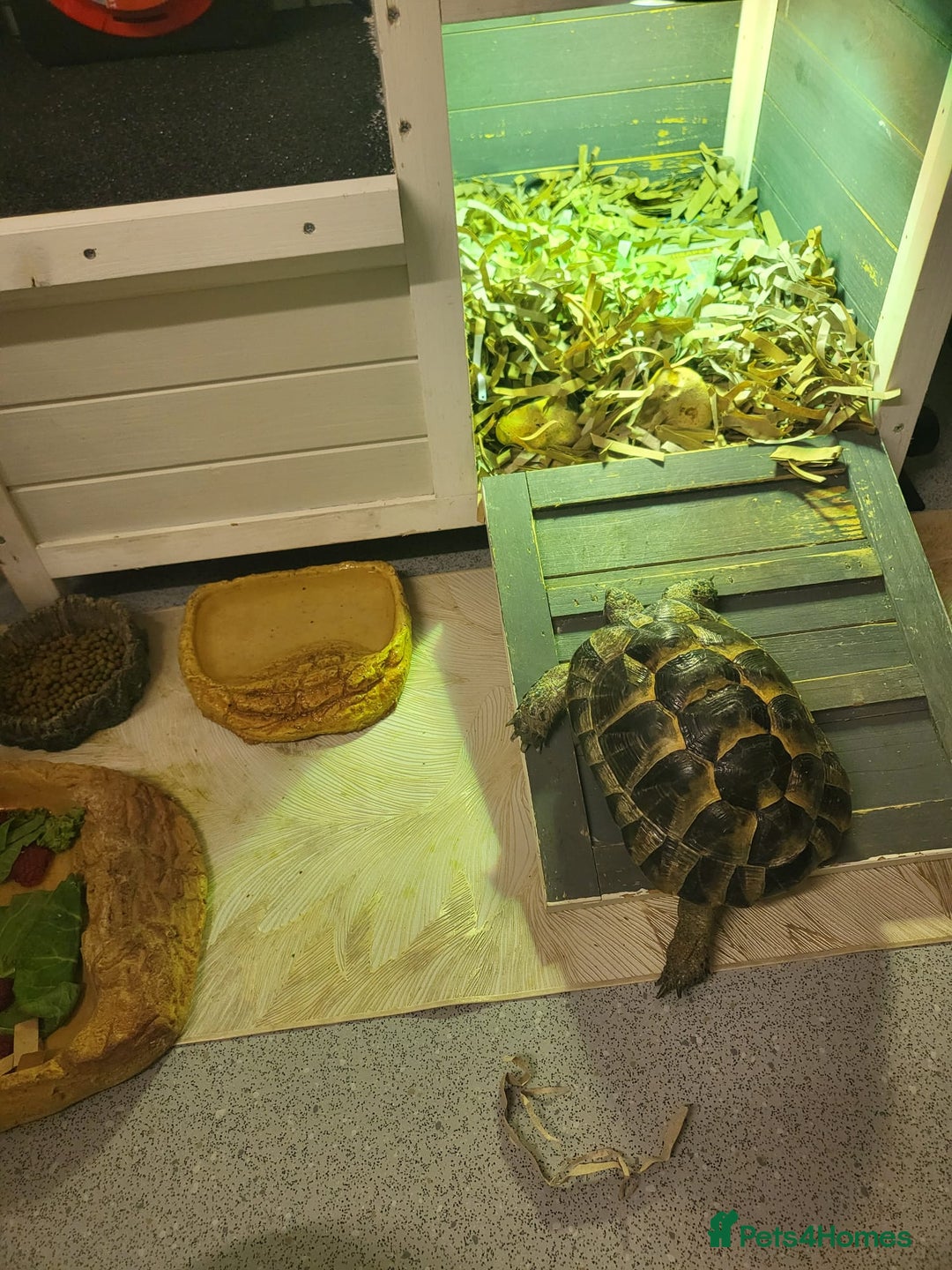 Hermann Tortoise reptiles for sale: Herman tortoise  - Advert 2