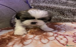 Shih Tzu dogs for sale: 2 female Shih Tzu puppies  - Image 9