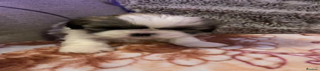 Shih Tzu Puppy 2