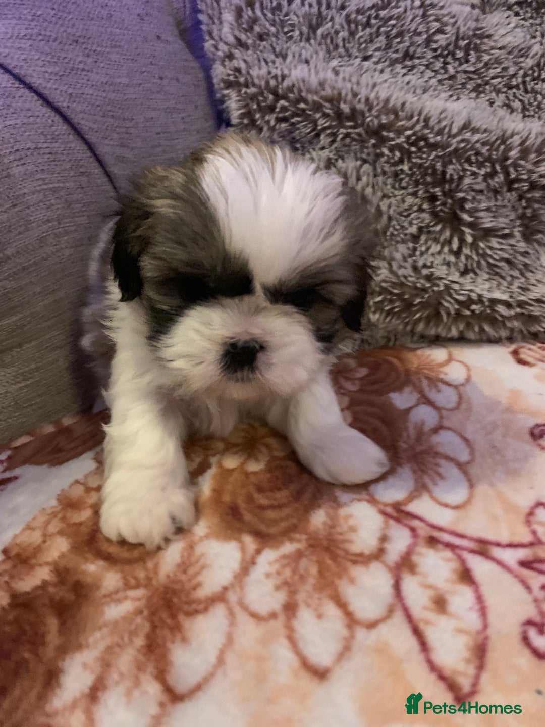 Shih Tzu dogs for sale: 2 female Shih Tzu puppies  - Image 9