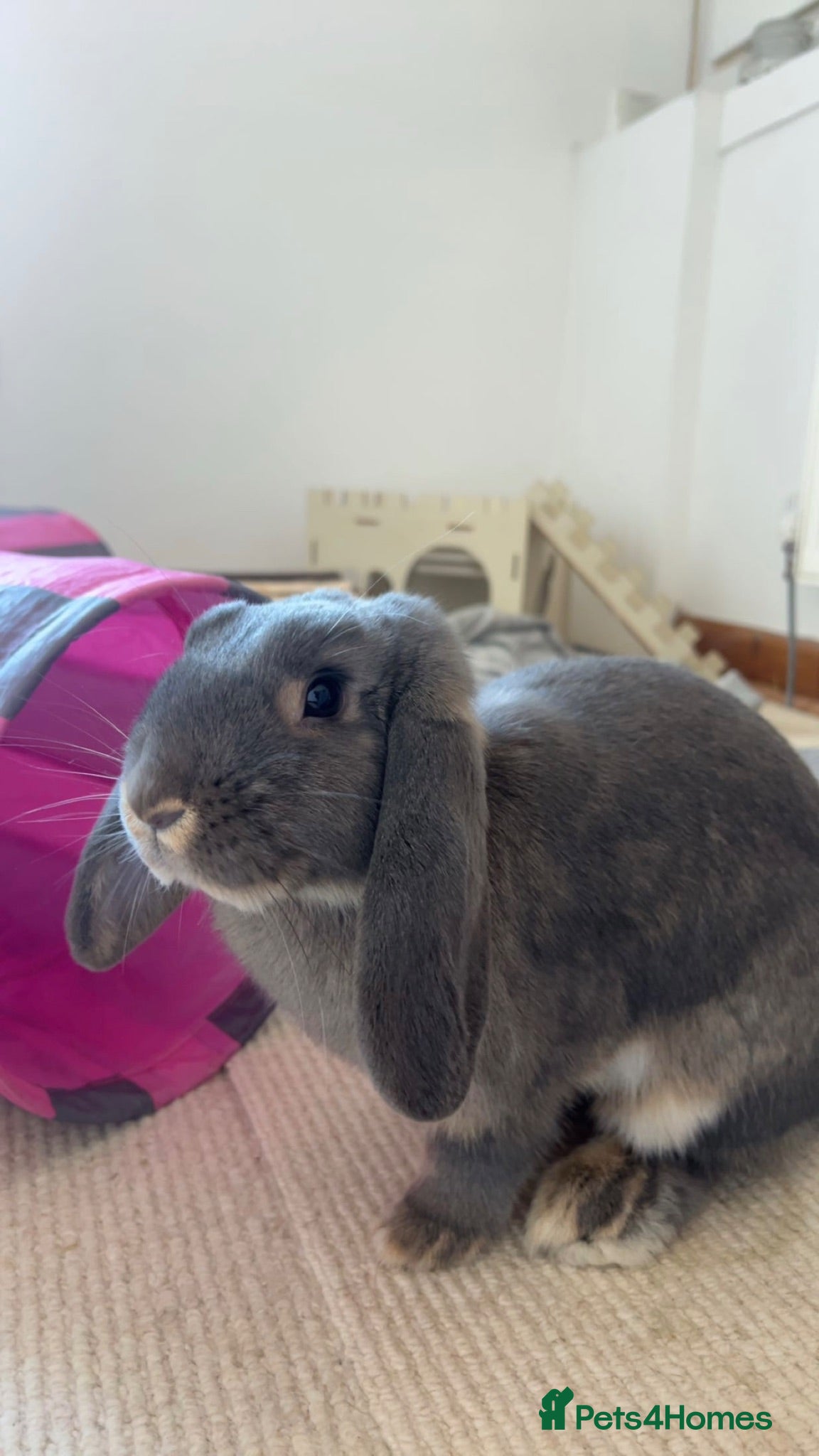 Mixed Breed rabbits Lovely female bunny for rehome - Advert 2