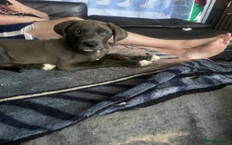 Mixed Breed dogs for sale: English mastiff x Belgian malinois - Image 5