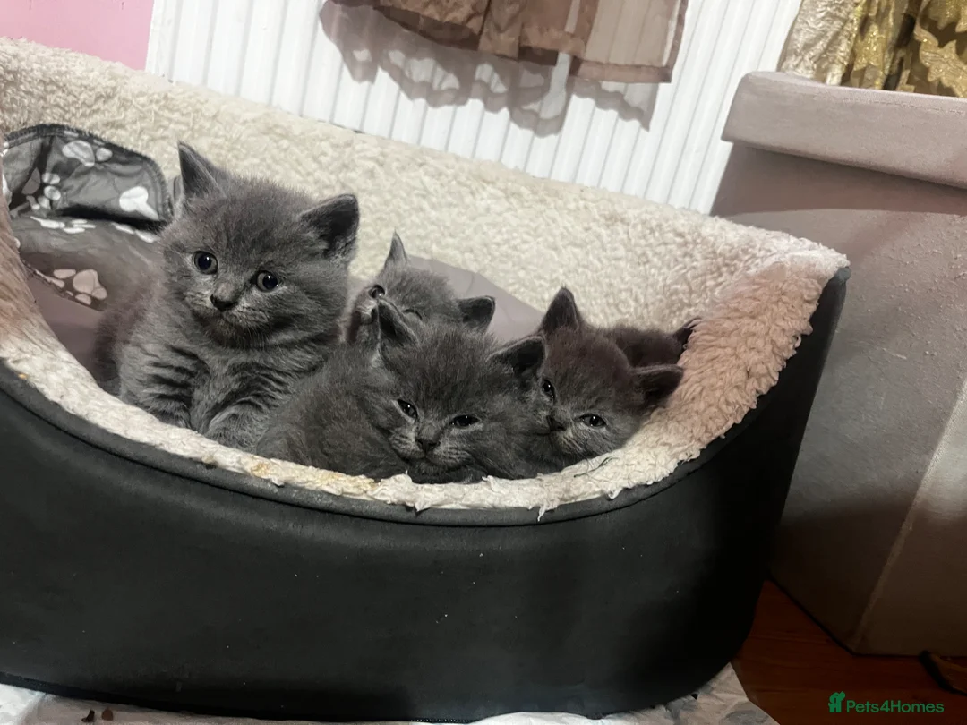 British Shorthair cats for sale: 7 British short hair kittens is looking for home  - Advert 1