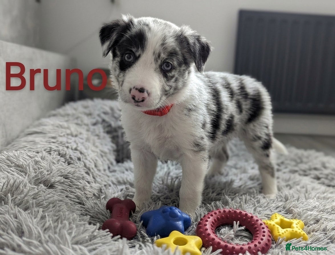 Border Collie dogs Beautiful Border Collie Pups – DNA Tested Parents  - Advert 2