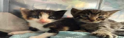 Mixed Breed cats for sale: 3 beautiful kitten  - Advert 1