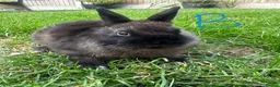 Netherland Dwarf rabbits for sale: Netherland Dwarf Rabbits For Sale - Advert 18