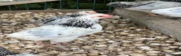 Chickens poultry for sale: Light Sussex bantoms in Rochford - Advert 3