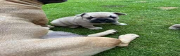 Mixed Breed dogs for sale: French bulldog/ British bulldog puppies  - Advert 6