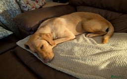 Goldador dogs for sale: Beautiful Goldador girl looking for forever home  - Advert 4