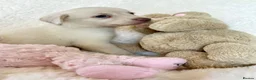 Labrador Retriever dogs for sale: Health Tested KC Registered Labrador Pups - Advert 14