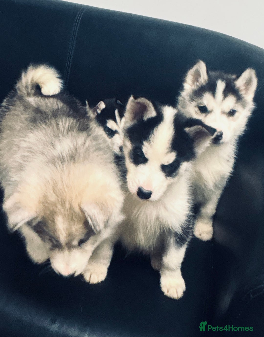 Siberian Husky dogs for sale: Siberian husky - Advert 8